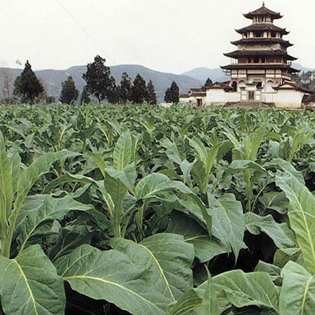 history of tobacco in china Tobacco in China – Mr Snuff history of tobacco in china Tobacco in China – Mr Snuff