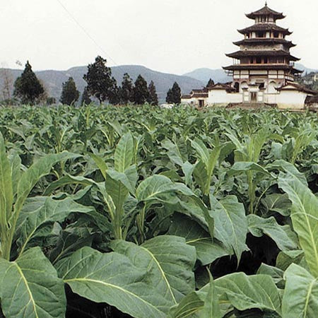 Tobacco in China