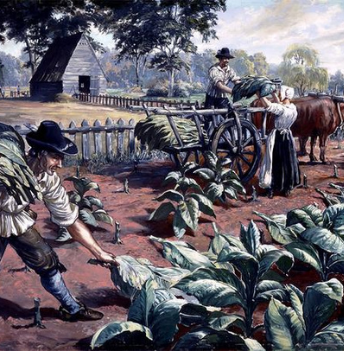 Tobacco Growing in Early America