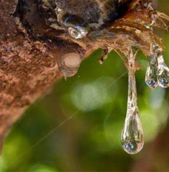 Tears of Chios